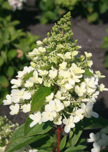 Obraz Hydrangea